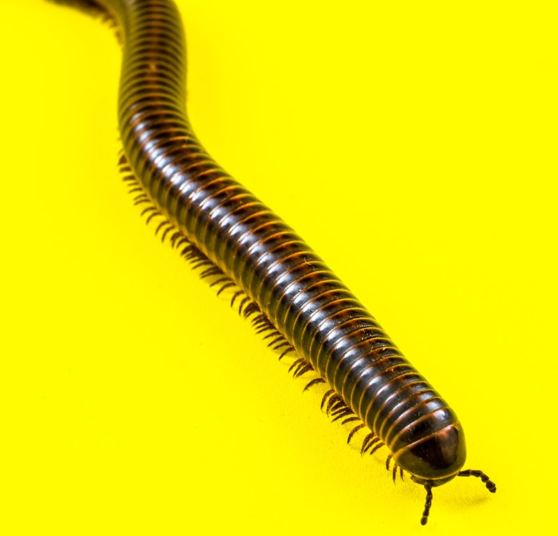 Многоножка Millipede
