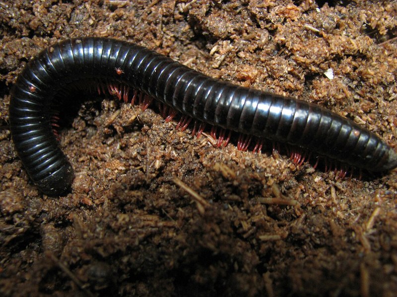 Многоножка Millipede