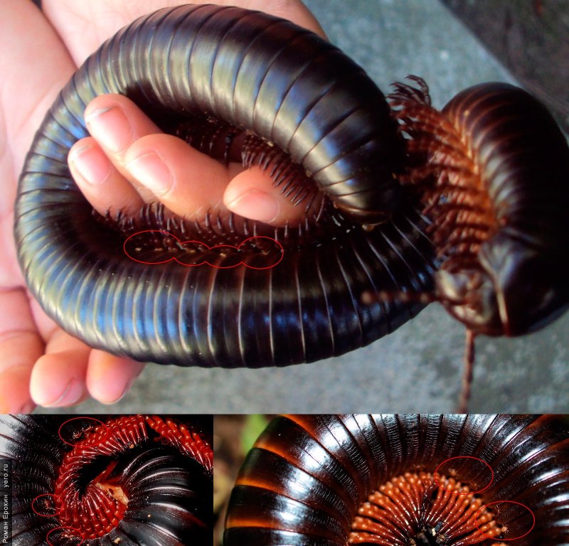 Гигантский кивсяк Archispirostreptus Gigas