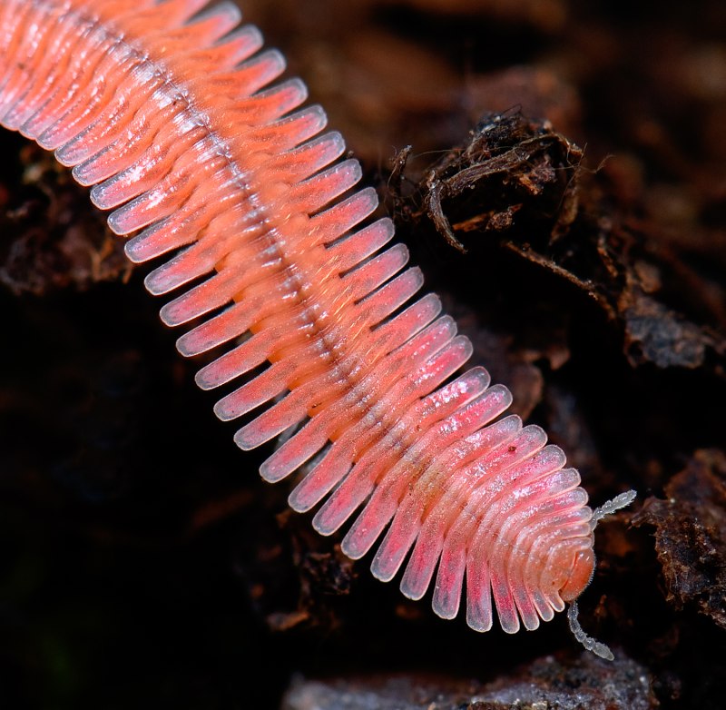 Многоножка Millipede