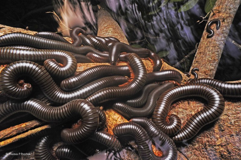 Giant Millipede
