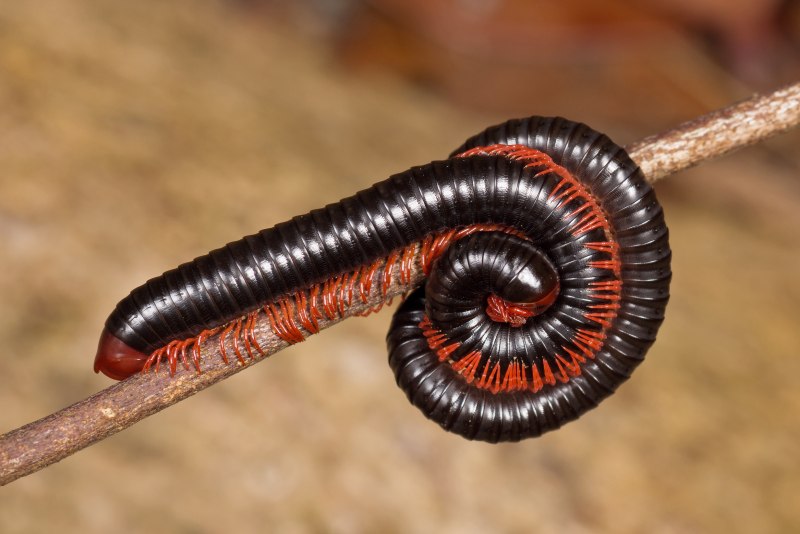 Двупарноногие (Diplopoda)