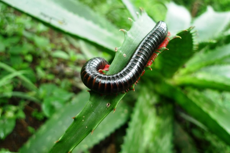 Многоножка Millipede красная