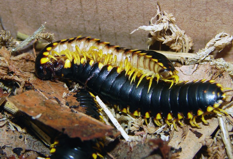 Многоножка Millipede