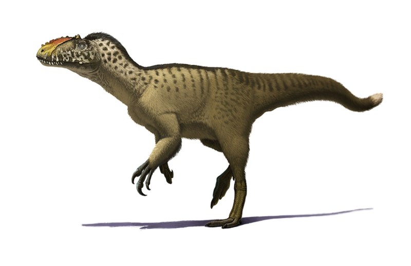 Yutyrannus Huali