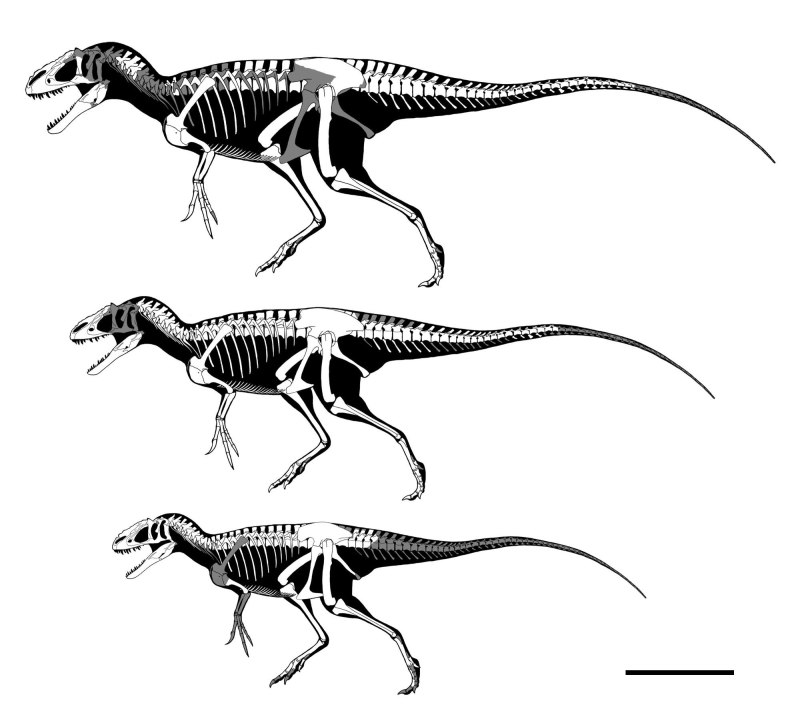 Yutyrannus Skeleton