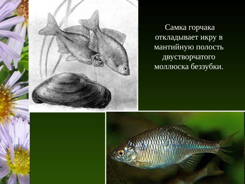 Рыба горчак квартиранство