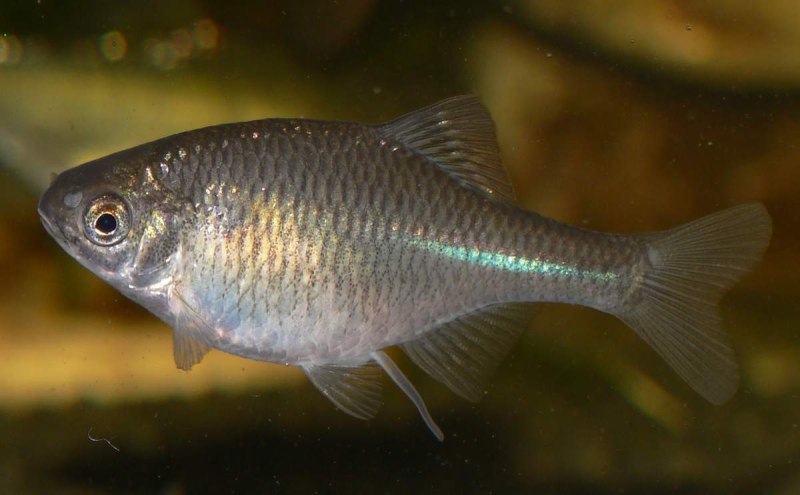 Горчак (Rhodeus sericeus)