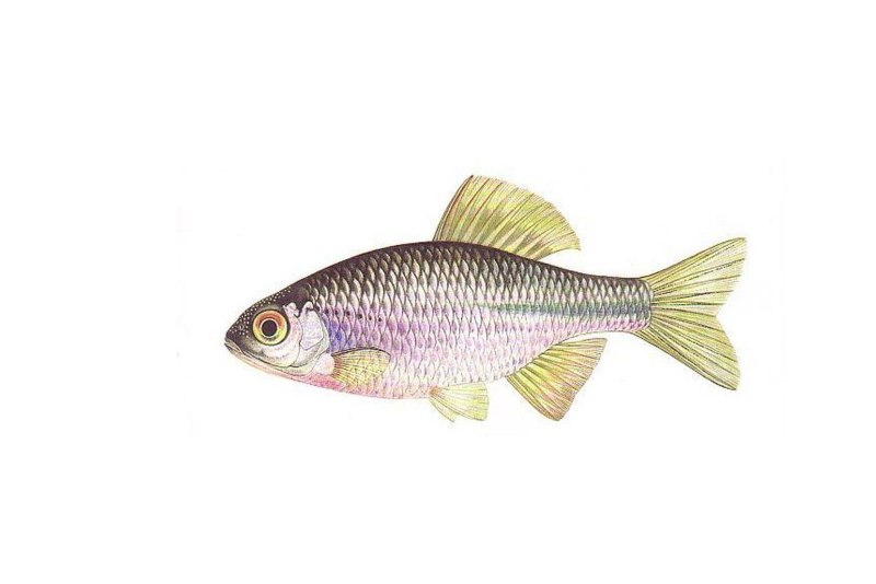 Горчак (Rhodeus sericeus)