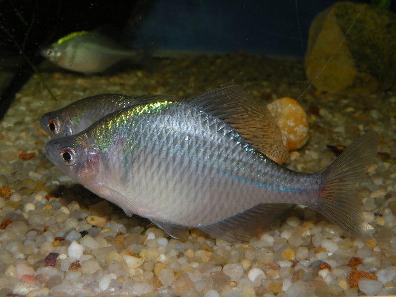 Горчак (Rhodeus sericeus)