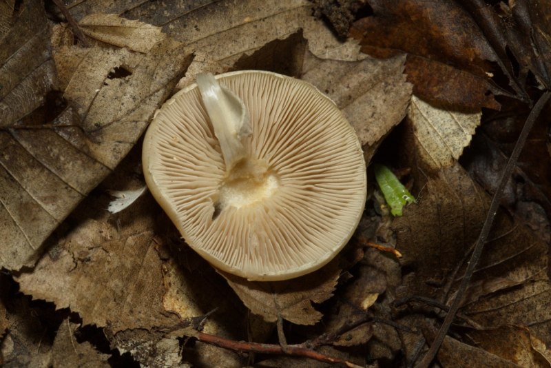 Полёвик ранний Agrocybe praecox