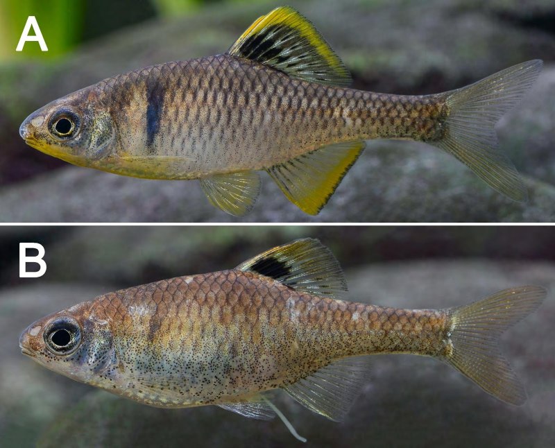 Самка горчака (Rhodeus sericeus),