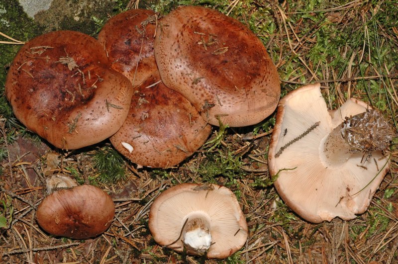 Рядовка погубленная Tricholoma pessundatum