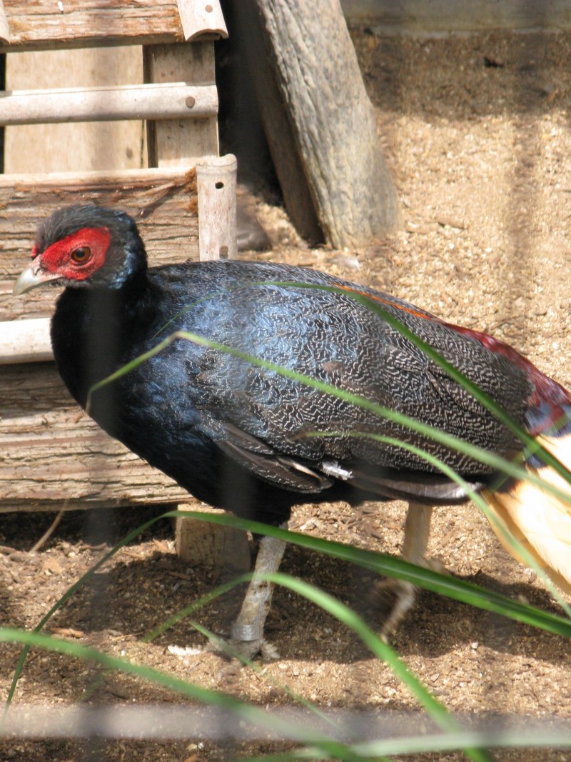 Вилохвостая лофура (Lophura erythrophthalma)