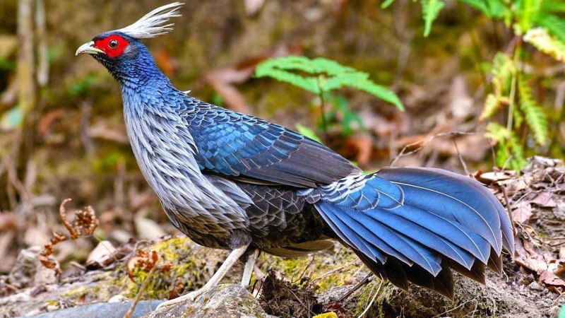 Himalayan Kalij Pheasant (Lophura leucomelanos)