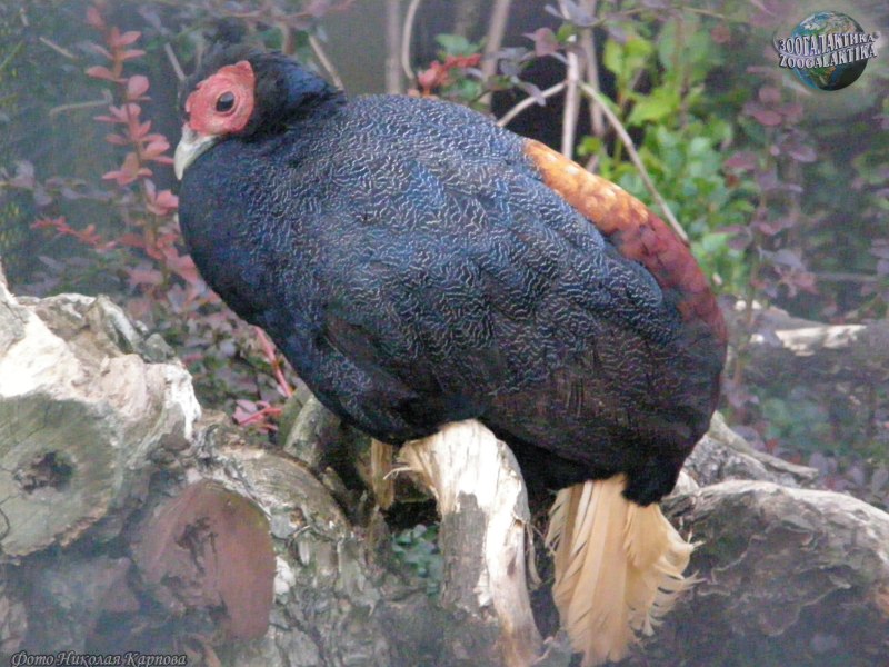 Lophura erythrophthalma