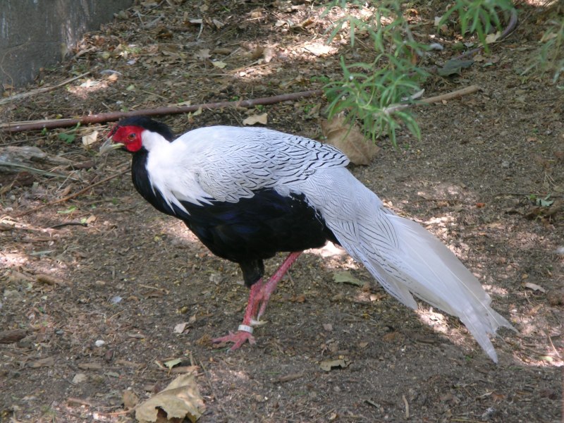Lophura nycthemera