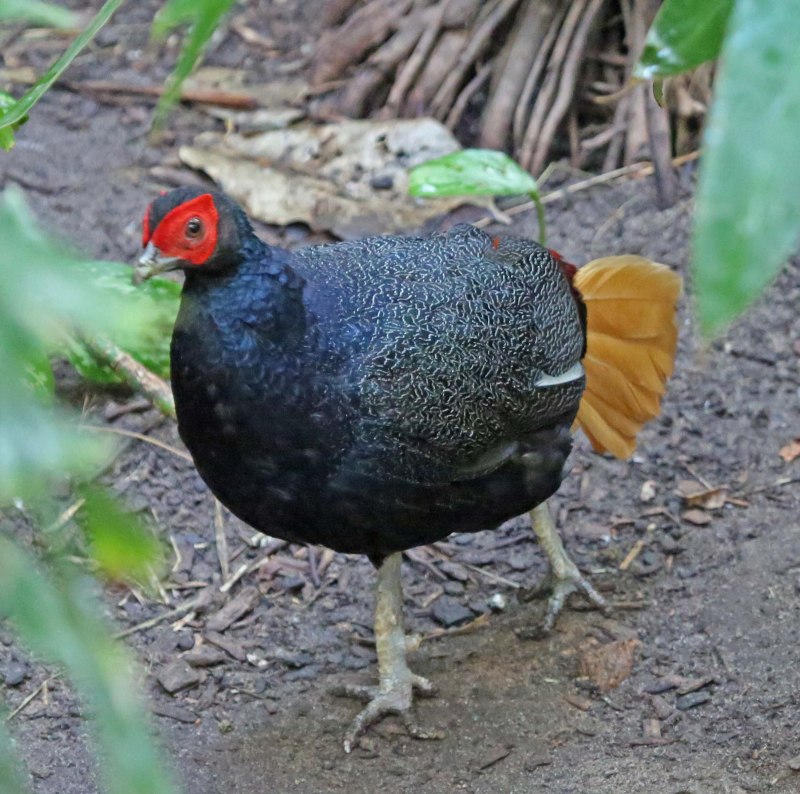 Lophura erythrophthalma