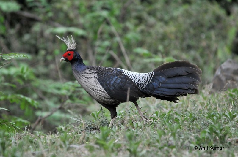 Lophura erythrophthalma