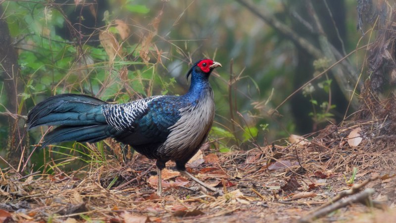 Kalij Pheasant