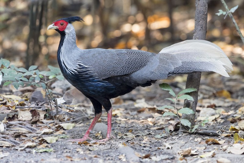 Lophura erythrophthalma
