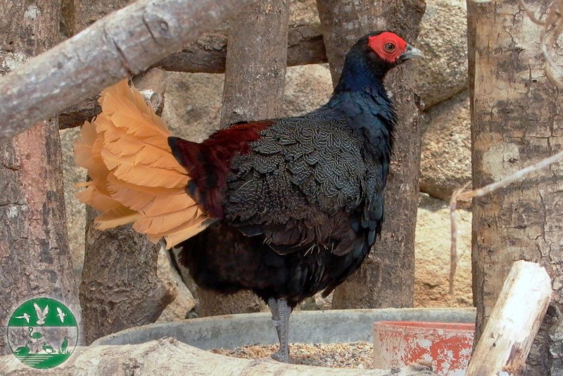 Lophura erythrophthalma