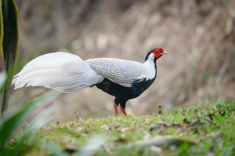 Forest of Training Pheasant