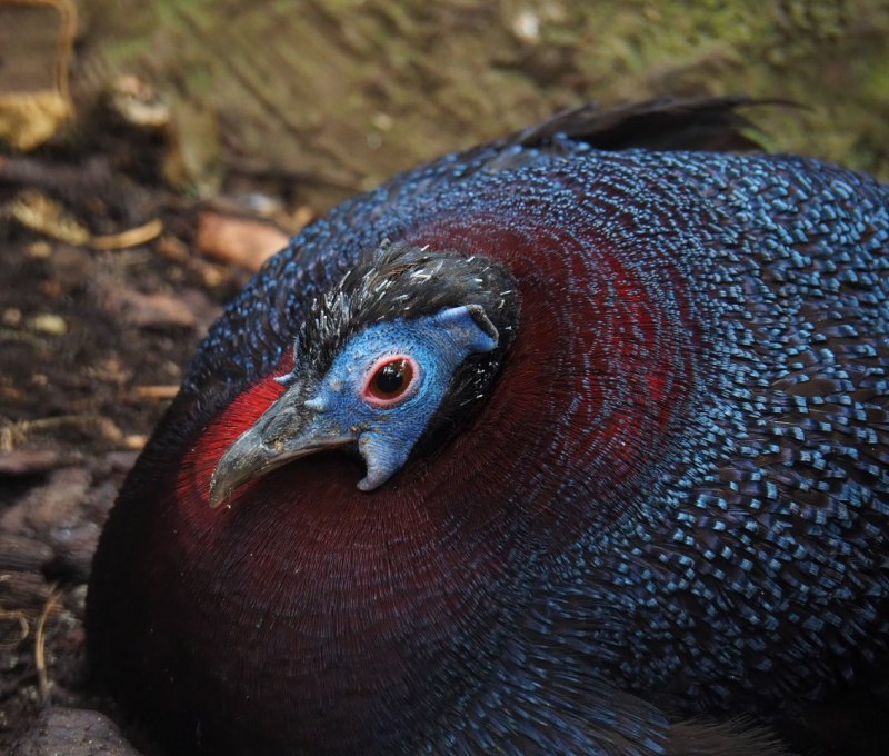 Бульверова лофура / Bulwer's Pheasant (Lophura bulweri)