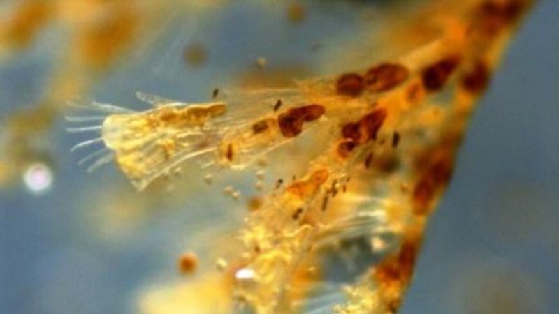 Hydrozoa колония препарат