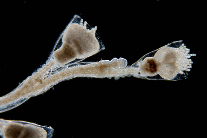 Obelia geniculata систематика