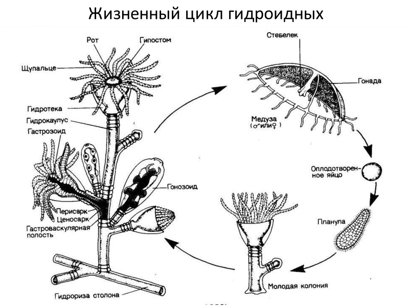 Полип обелия строение