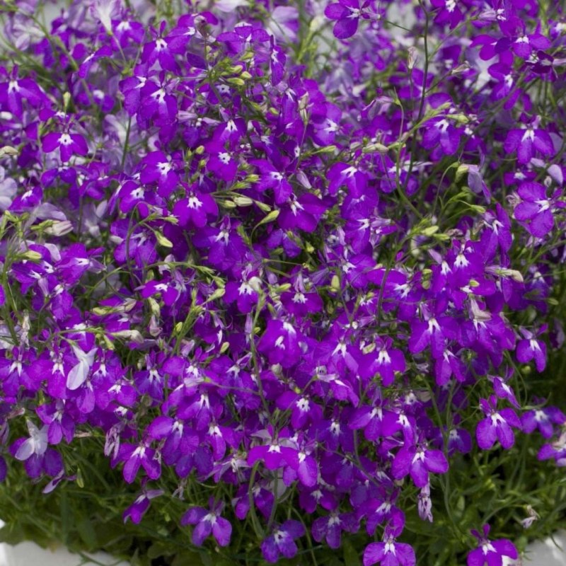 Лобелия Star Purple