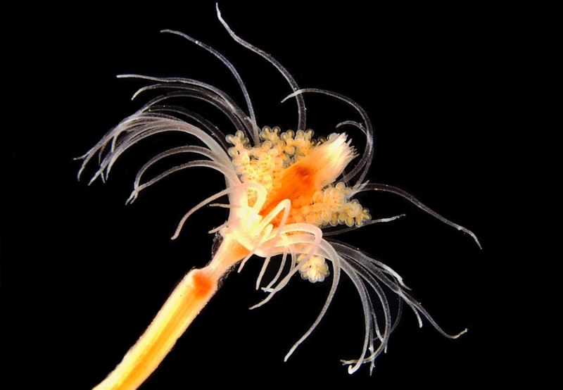 Tiaropsis multicirrata