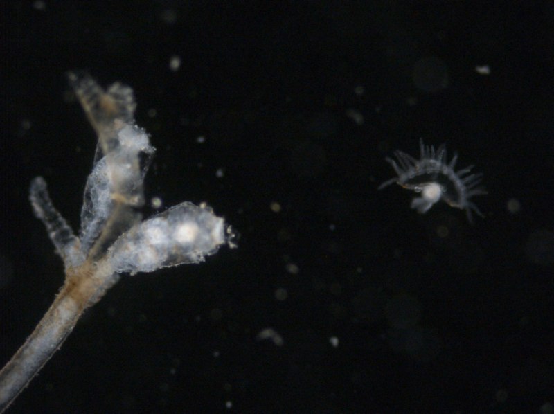 Obelia SP медуза