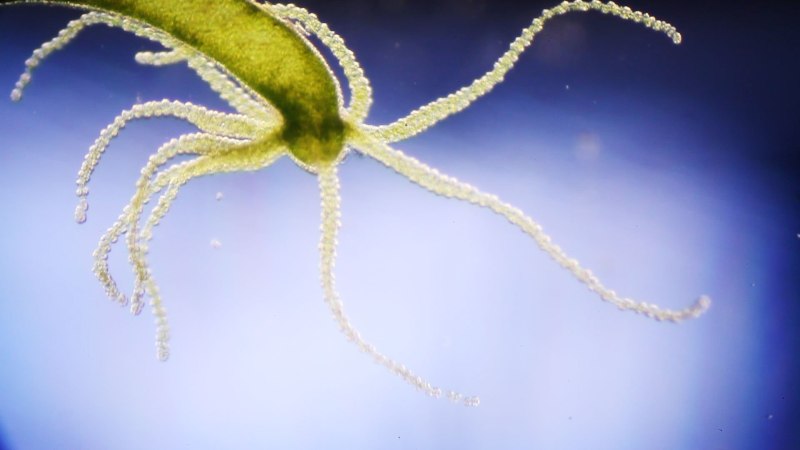 Pelmatohydra oligactis