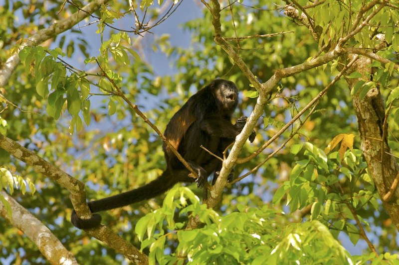 Ревун с мантией (Alouatta villosa)