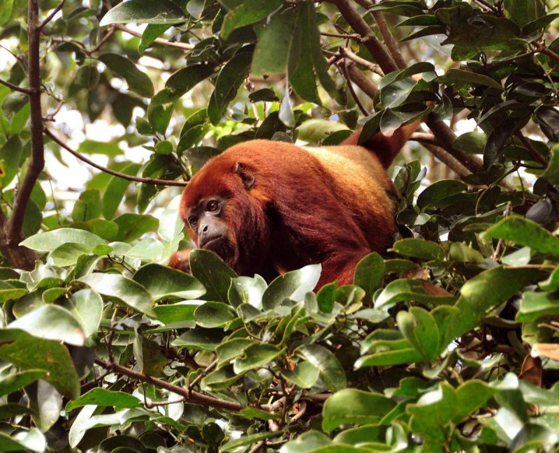 Alouatta Arctoidea