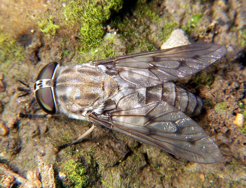 Слепень Tabanus