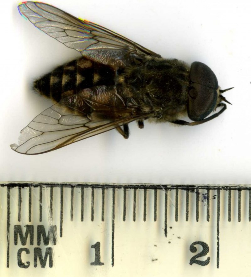 Слепни (Tabanidae)