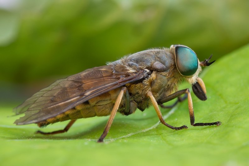 Слепень Tabanus