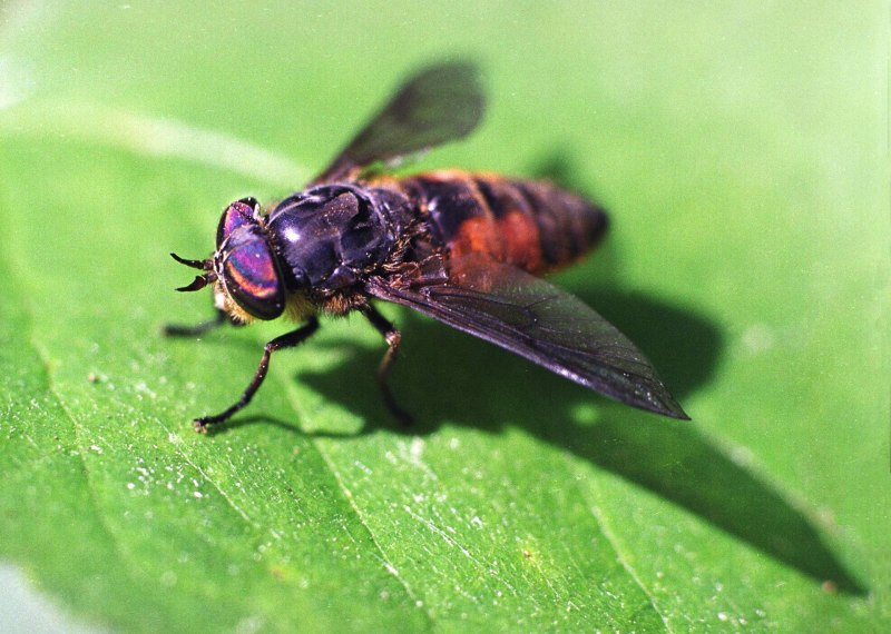Слепни (Tabanidae)