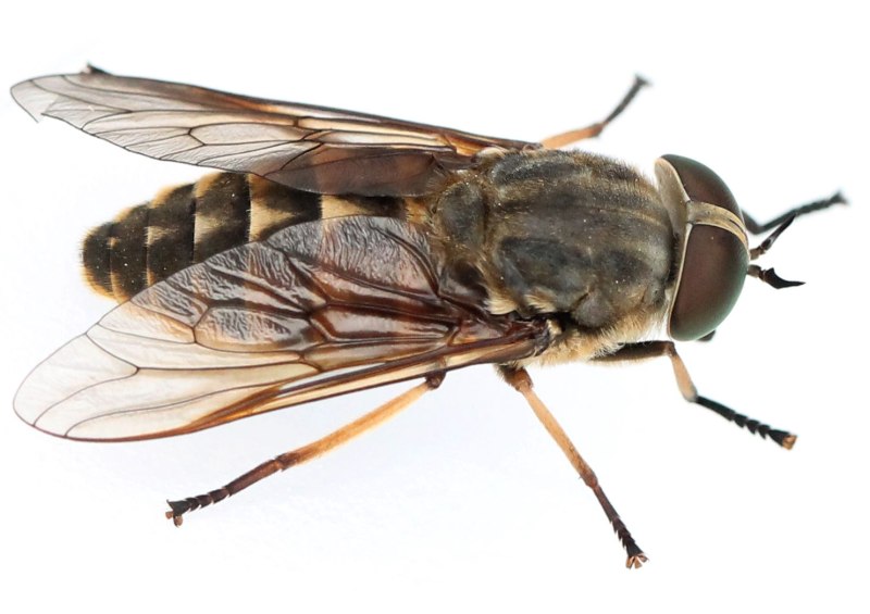 Слепень бычий Tabanus bovinus
