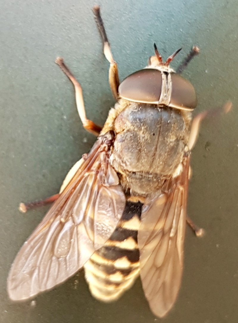 Слепень Tabanus