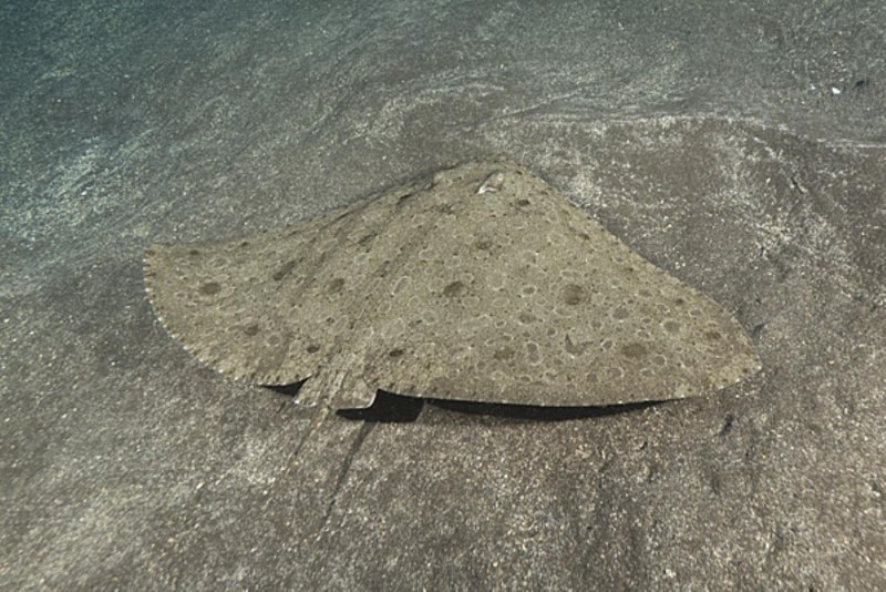 Gymnura Скат