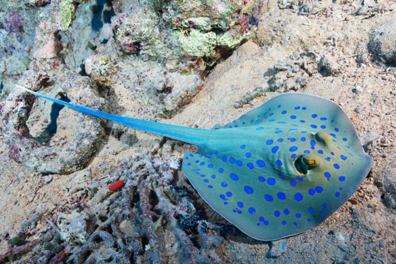 Скат хвостокол красное море