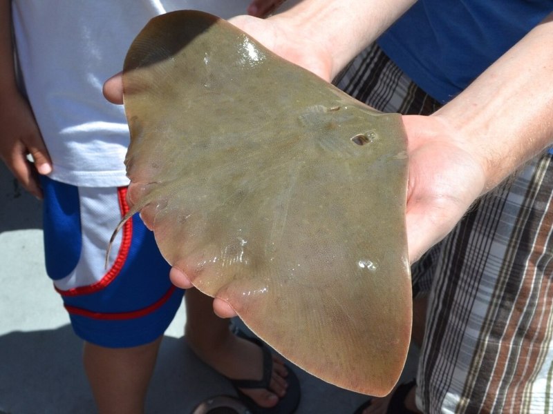 Gymnura micrura