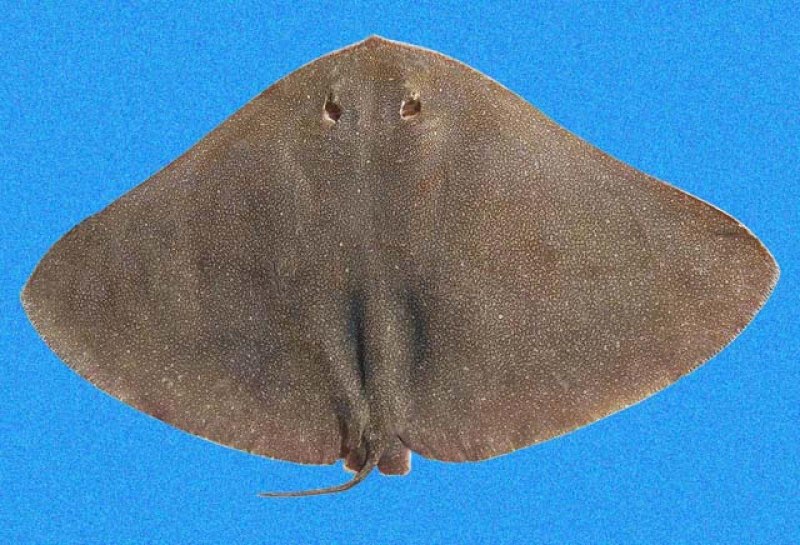 Gymnura Скат
