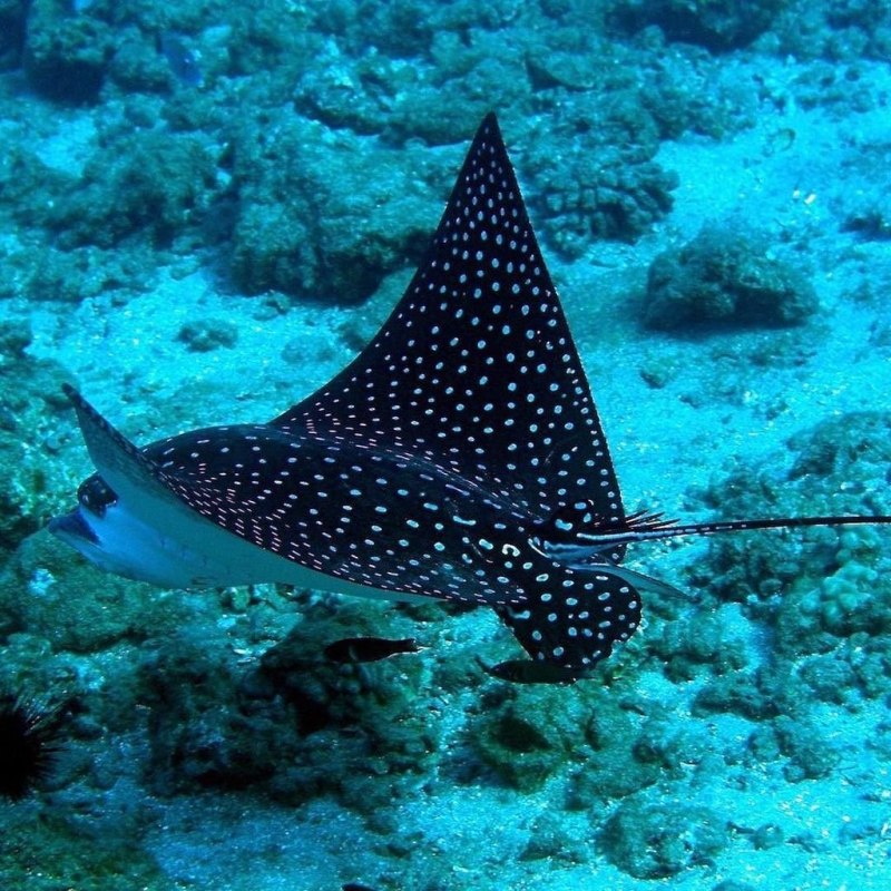 Орляк красное море