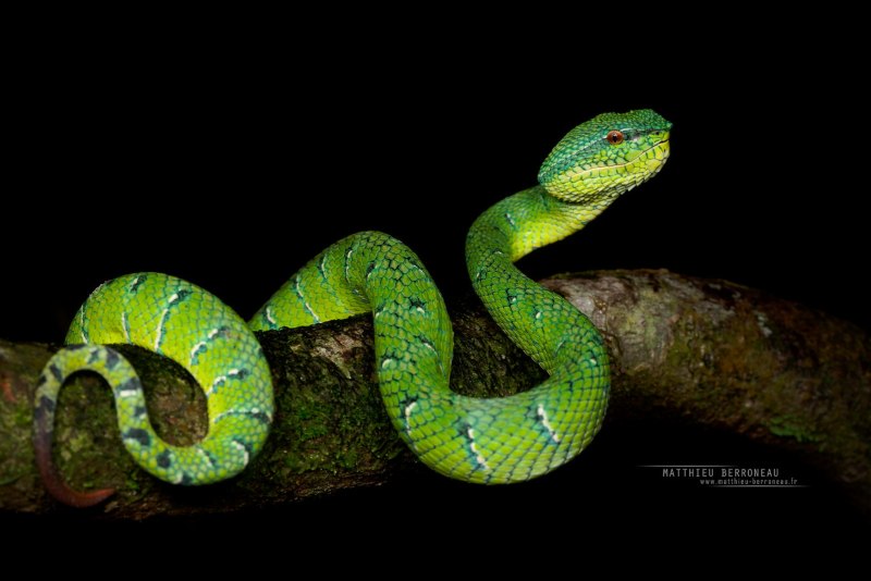 Борнейская куфия Tropidolaemus subannulatus
