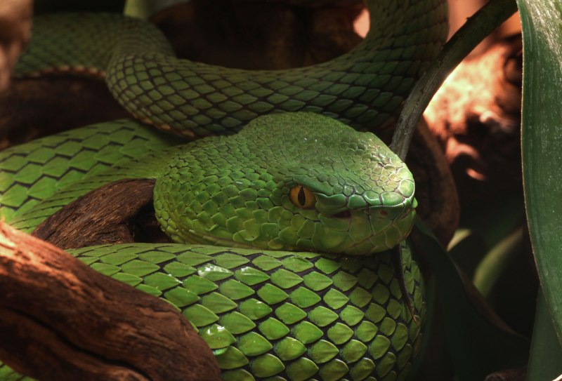 Trimeresurus andalasensis